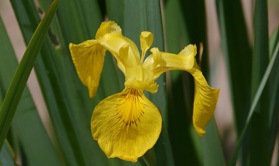 Ce este obligeana și cum acționează asupra digestiei