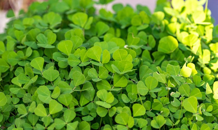 Ce este schinduful și la ce se utilizează