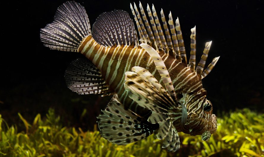 Pescuit la răpitor: cum alegi năluca potrivită